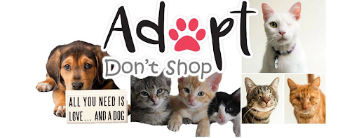 kindness-to-animals-pet-adopt
