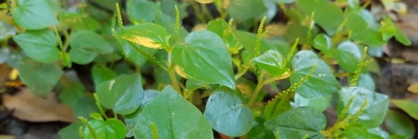 herbal-plant-clear-weed