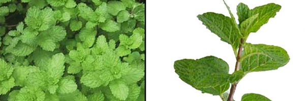 herbal-plant-yerba-mint