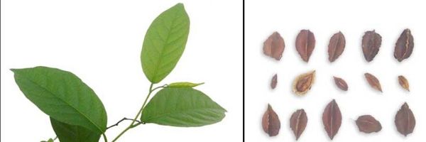 herbal-plant-niyog