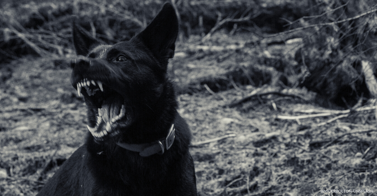 rabies-awareness-rabid-dogs