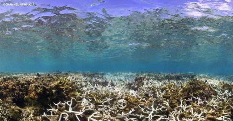 Mass bleaching of coral reefs in Taiwan waters reported