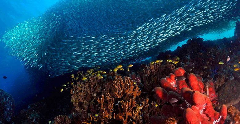 tubbataha-reefs-palawan