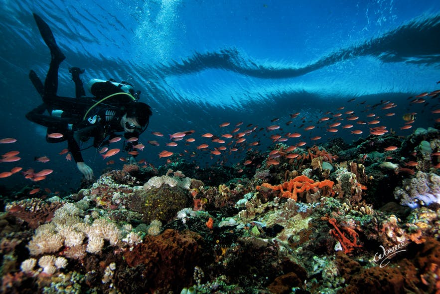 verde-island-passage-diving