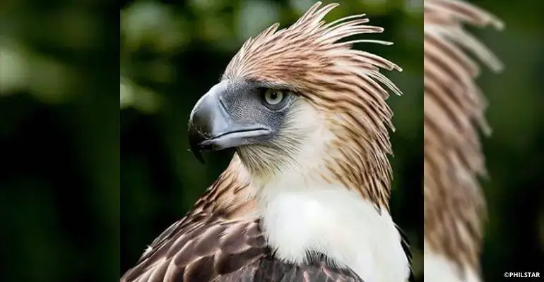 Philippine eagle Pag asa dies at 28