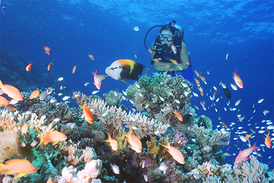 puerto-galera-diving