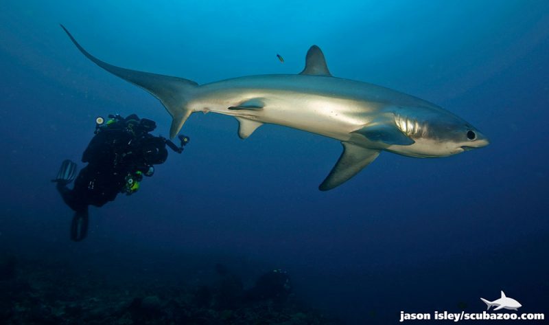 malapascue-island-diving