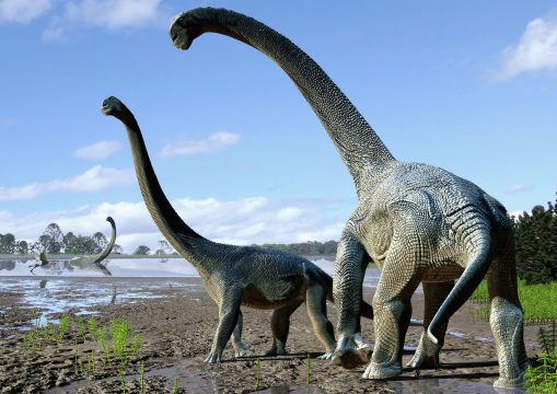 Fossils of oldest-known titanosaur, unearthed in Argentina The New York Times
