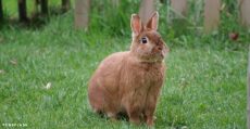 rabbit-as-meat-alternative