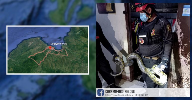 LOOK: A 2-meter-long Python rescued from a house in Brgy Camaman-an