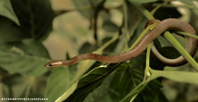 #WorldSnakesDay: 3 non-poisonous snakes found in the Philippines