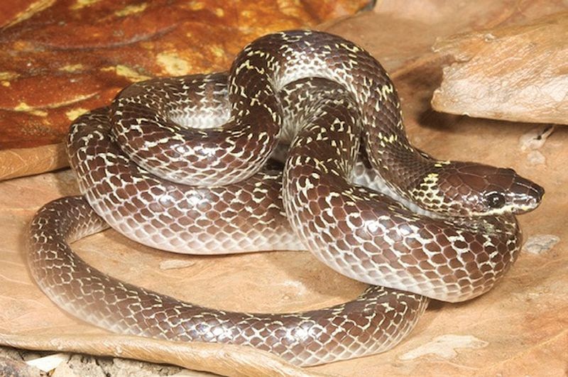 common-wolf-snake