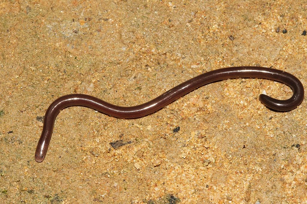 flowerpot-snake