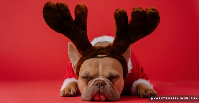 10 Budget-friendly Christmas Gift Ideas for Furbabies 2021