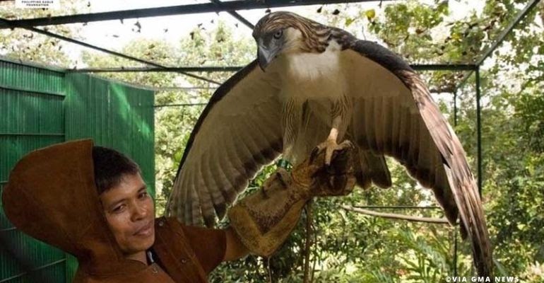 philippine-eagle-pag-asa