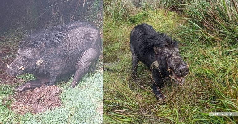 An endangered Philippine warty pig seen at Mount Apo