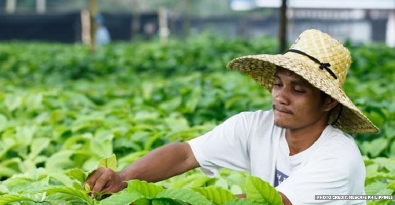 Mindanao coffee farmers now earn more after Nescafé training