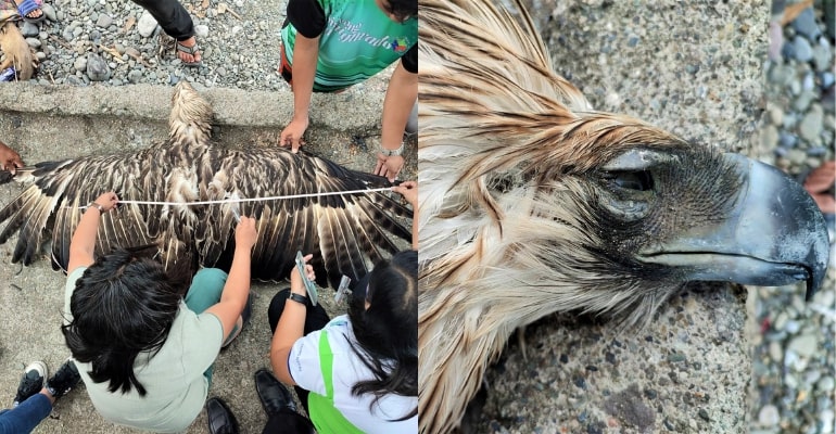 DENR reports dead critically-endangered Philippine eagle in Sarangani Province