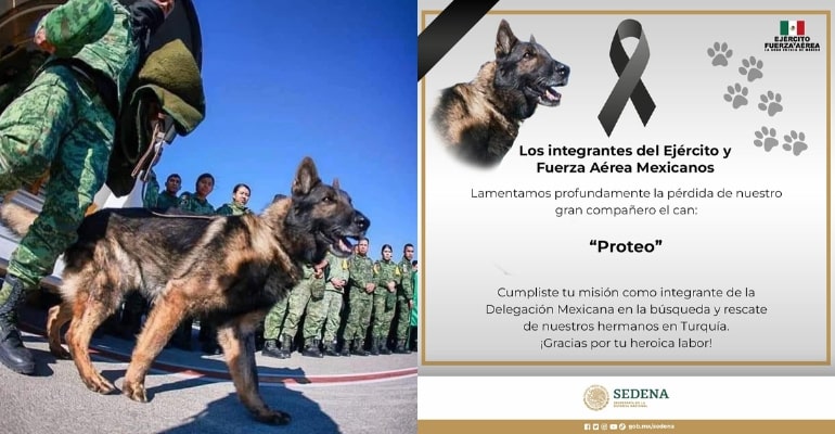 mexican-resuce-dog-proteo-dies-while-on-duty-in-turkey