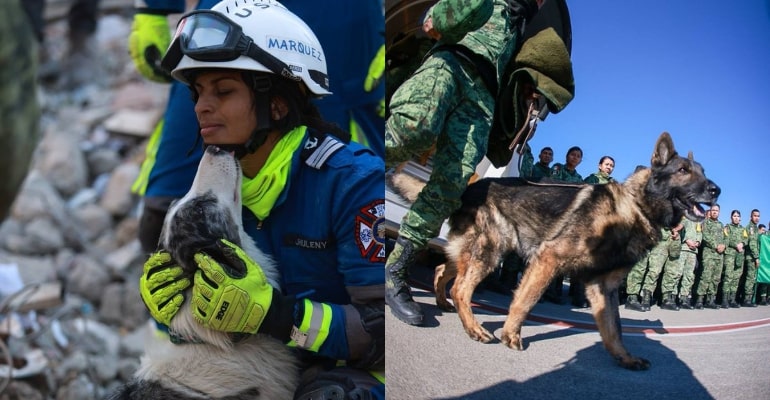 Search-and-rescue dogs lead in finding Turkey-Syria earthquake victims
