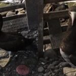 rare brown booby bird sighted in cagayan de oro