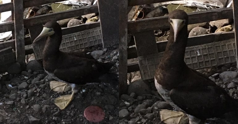 Rare Brown Booby bird sighted in Cagayan de Oro