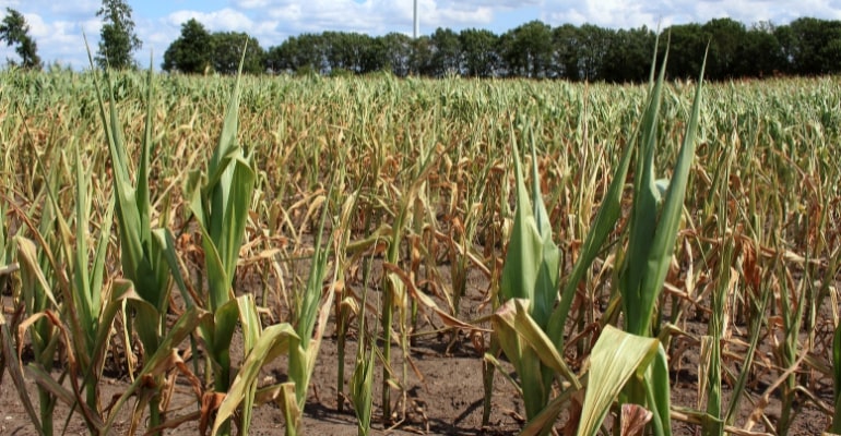 Department of Agriculture Prepares for Potential Impact of El Niño