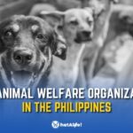 list animal welfare organizations in the philippines