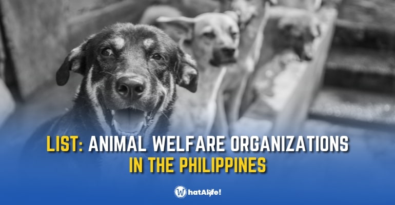 LIST: Animal Welfare Organizations in the Philippines