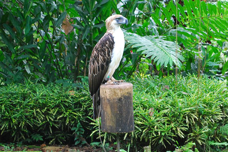 Top 4 place to visit in Mindanao - Philippine Eagle Center (Davao City)