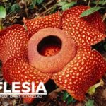 rafflesia the worlds largest flower blooms at the foot of mt kitanglad