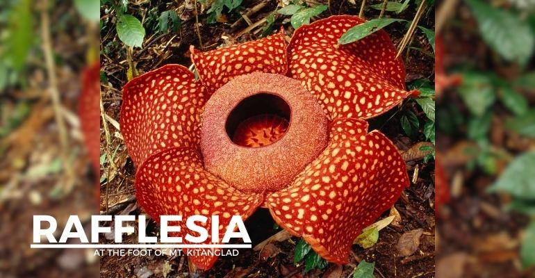 Rafflesia, the world’s largest flower, blooms at the foot of Mt. Kitanglad 
