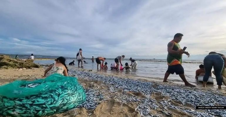 residents gather sardines washed ashore in sarangani