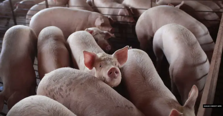 Live hog supply lacks as pork prices fall
