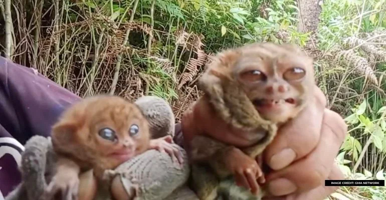 DENR launches investigation into viral vlog of mistreatment of tarsiers