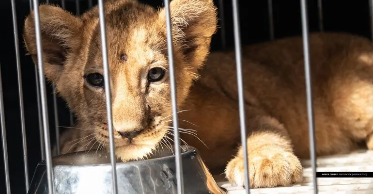 manila zoos new lion cub isla garnering online attention