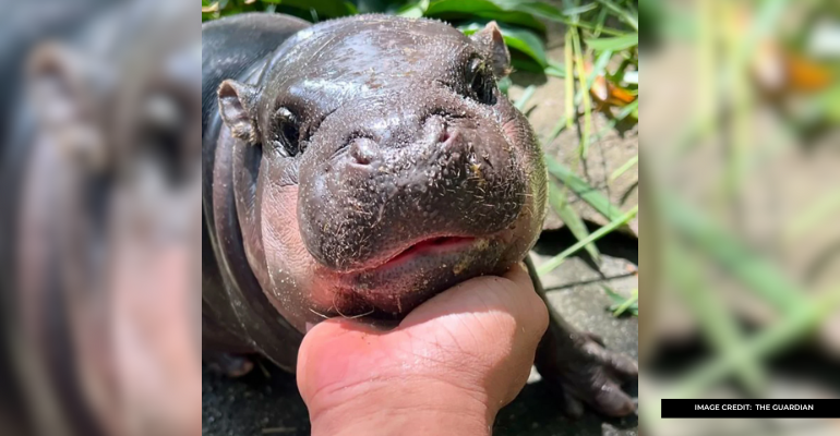 baby pygmy hippo s viral fame raises concerns